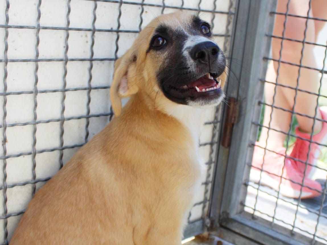 Vuoi adottare un cane a Cosenza?