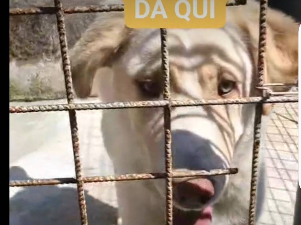 Adozione cane, maschio, Razza sconosciuta Razza sconosciuta, 2 anni e 1 mese, taglia grande, Benevento
