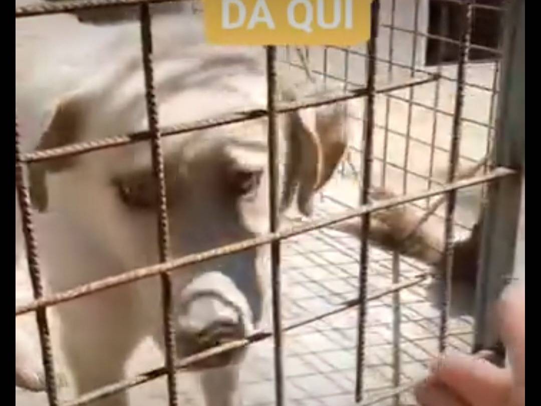 Adotta un cane, maschio, 2 anni e 1 mese, Benevento