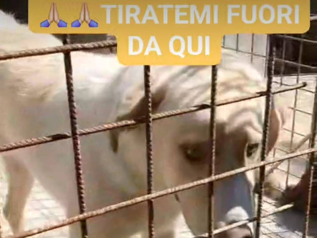 Adotta un cane, taglia grande, maschio, Benevento