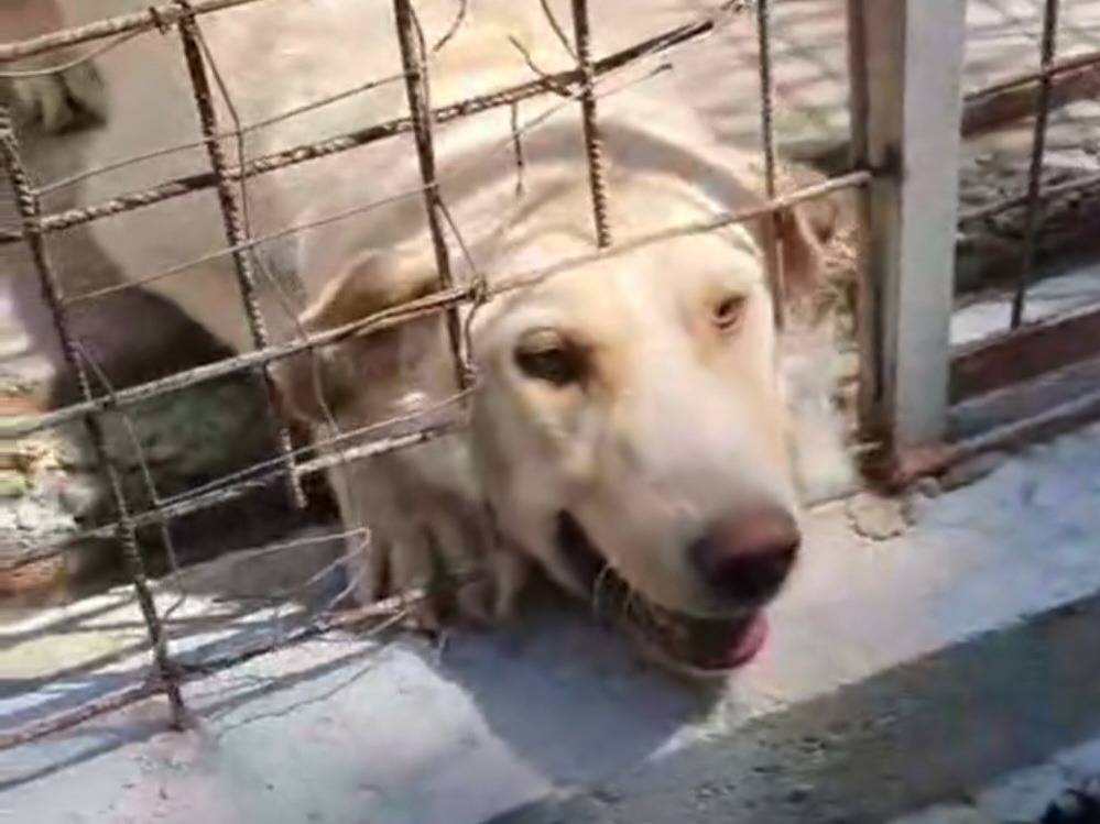 Vuoi adottare un cane a Benevento?