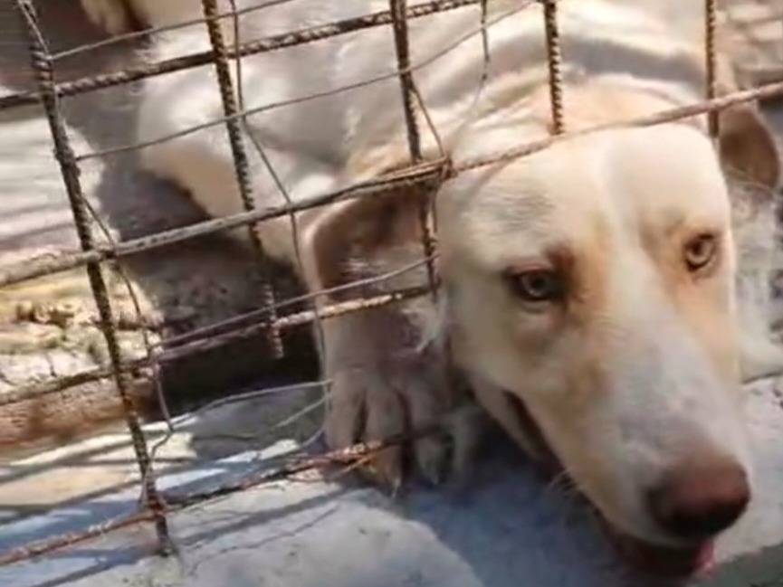 Adotta il cane Lombardo a Benevento