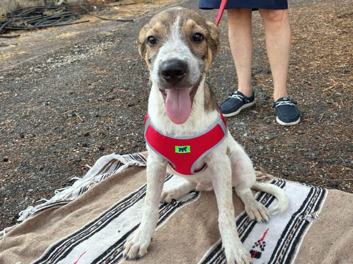 Adotta un cane, maschio, 4 mesi, Siracusa