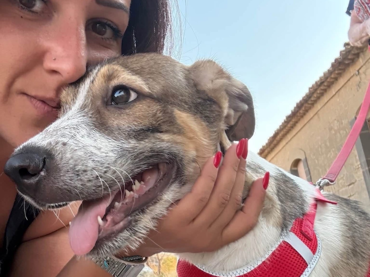 Adotta un cane, taglia media, maschio, Siracusa