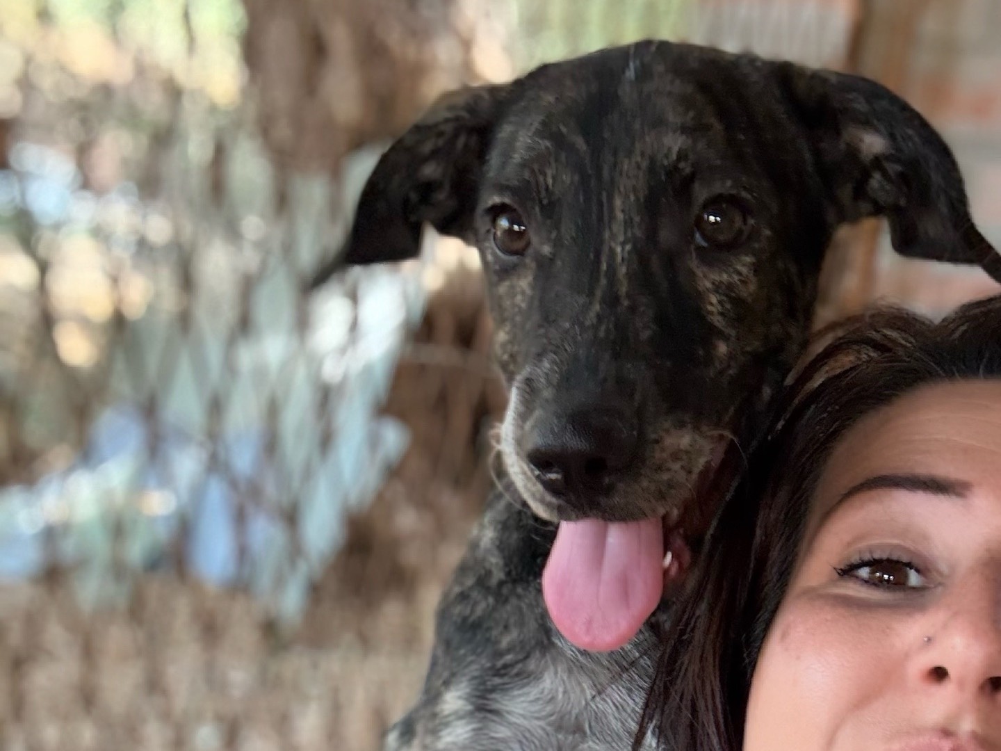 Adozione cane, maschio, Spinone Razza sconosciuta, 5 mesi, taglia media, Siracusa
