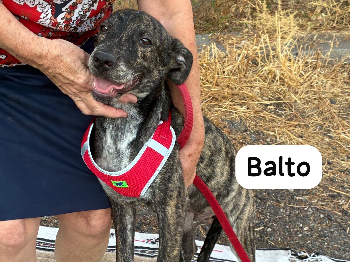 Adotta un cane, maschio, 5 mesi, Siracusa