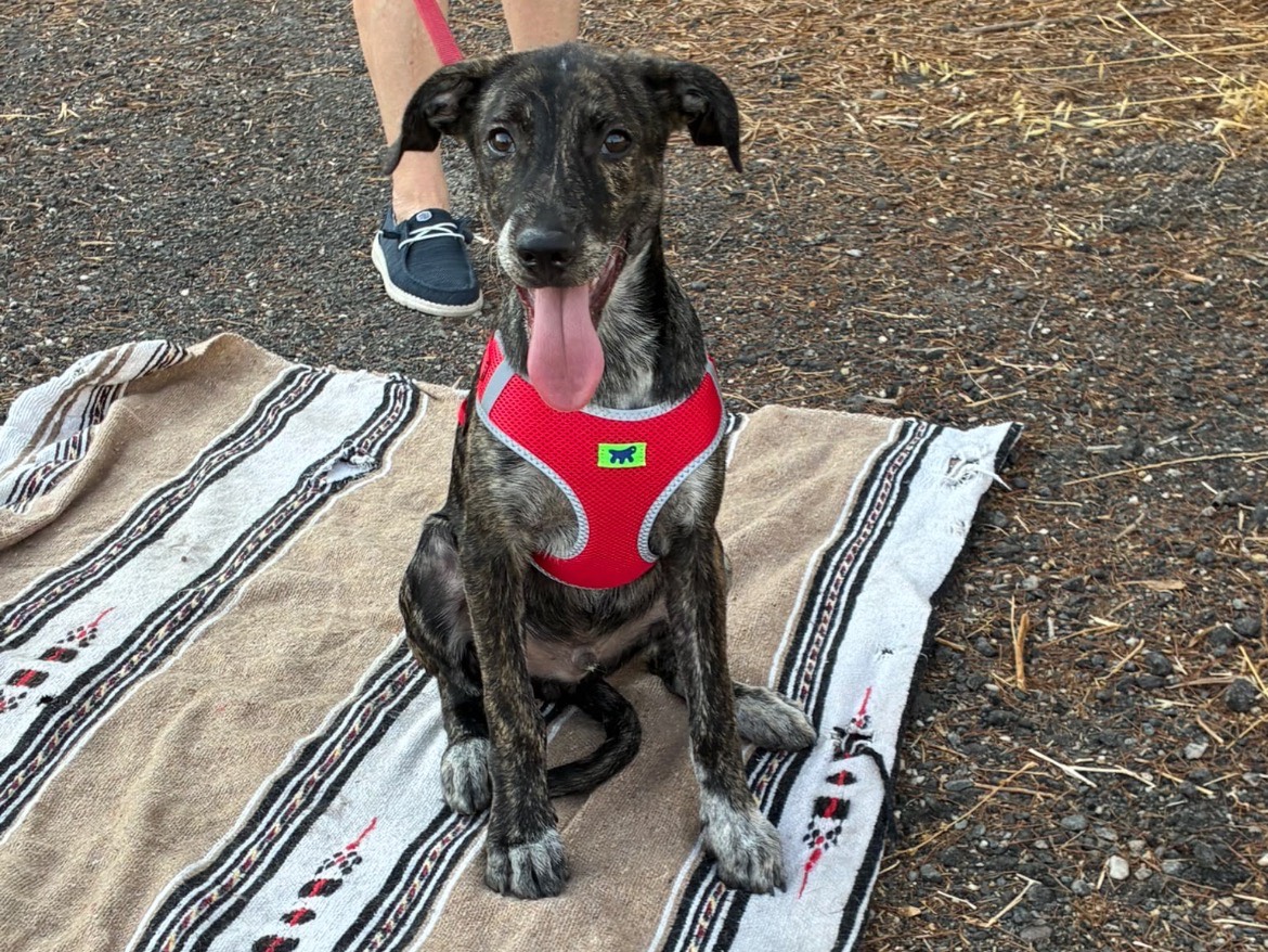 Adotta un cane, taglia media, maschio, Siracusa