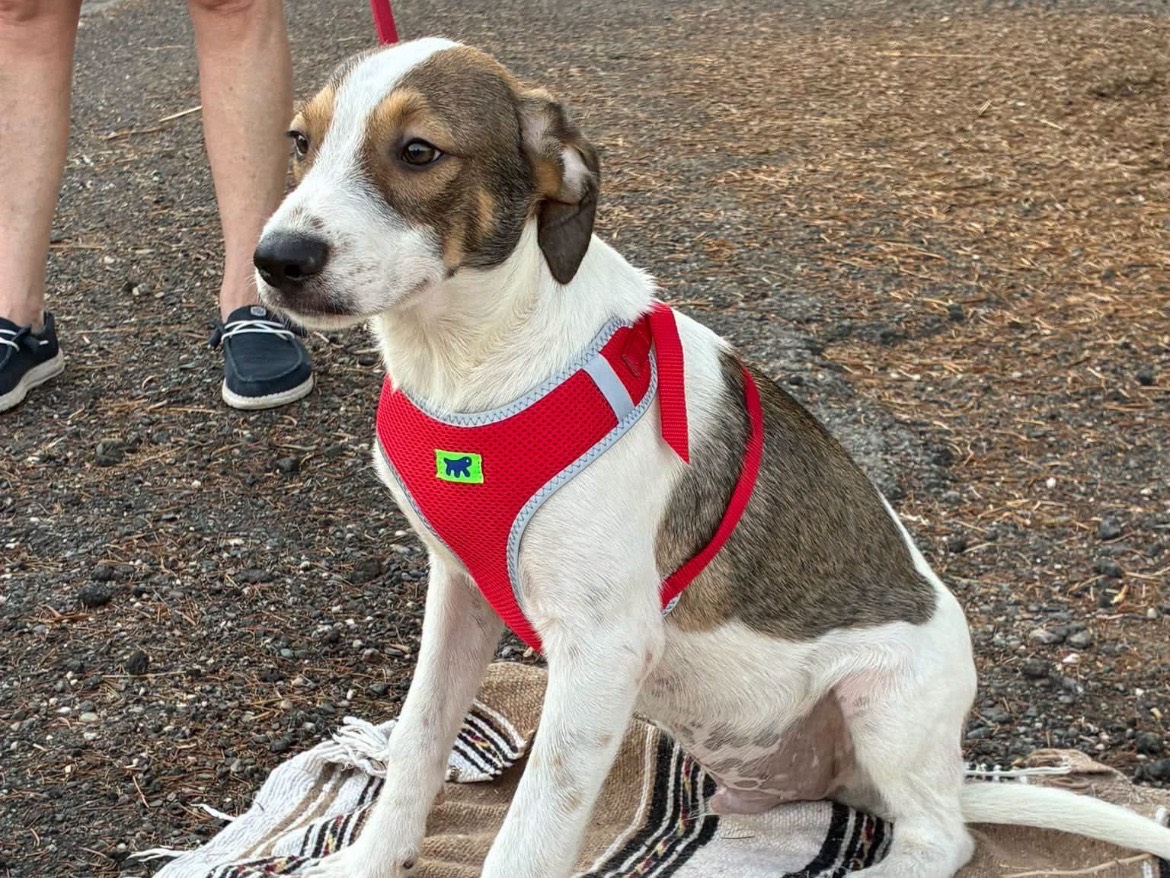 Adotta un cane, maschio, 5 mesi, Siracusa