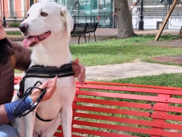 Vuoi adottare un cane a Siracusa?