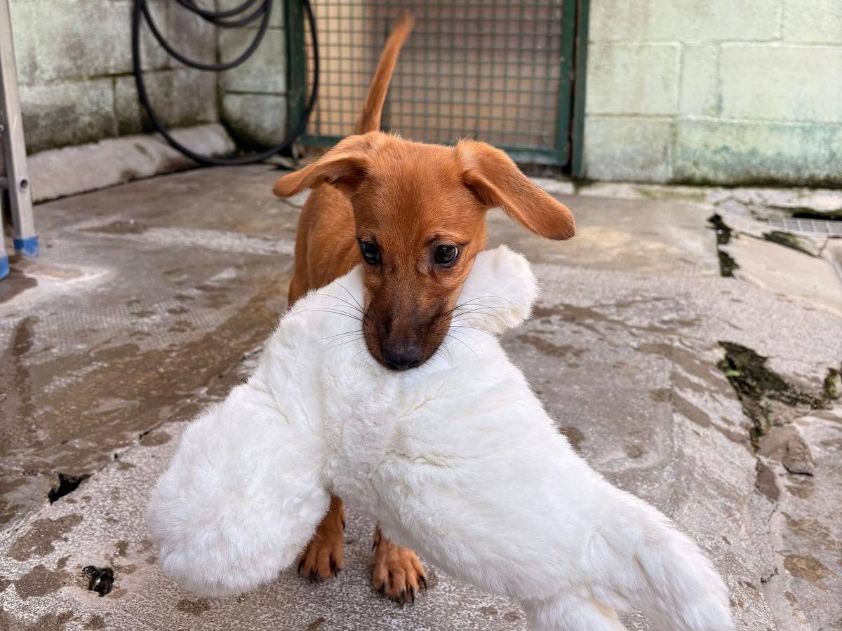 Adozione cane, maschio, Razza sconosciuta Razza sconosciuta, 4 mesi, taglia media contenuta, Milano