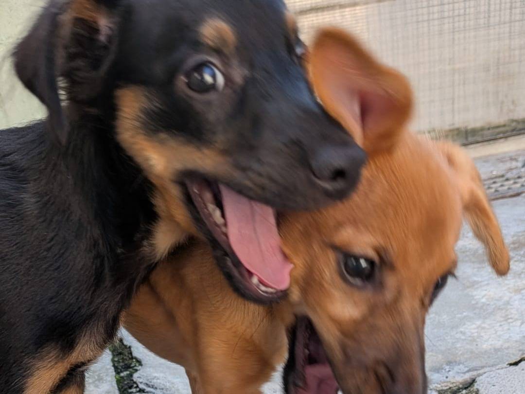 Adotta un cane, maschio, 4 mesi, Milano