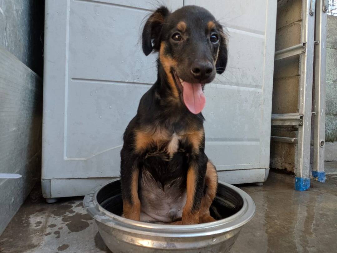 Adozione cane, maschio, Razza sconosciuta Razza sconosciuta, 4 mesi, taglia media contenuta, Milano