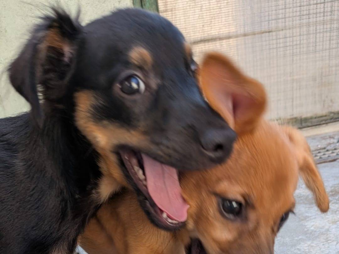 Adotta un cane, maschio, 4 mesi, Milano