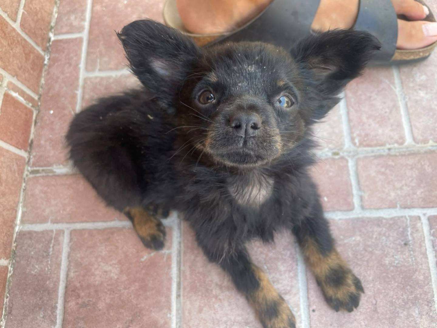 Adozione cane, maschio, Razza sconosciuta Razza sconosciuta, 2 mesi, taglia piccola, Firenze