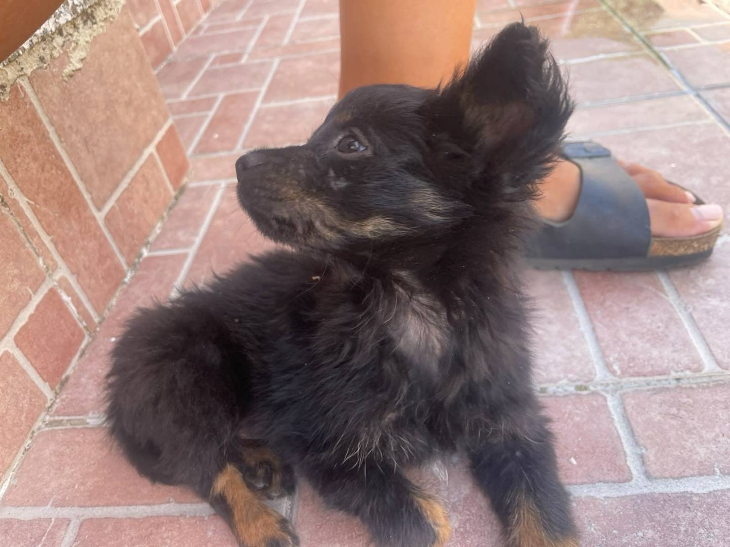 Adotta un cane, maschio, 2 mesi, Firenze