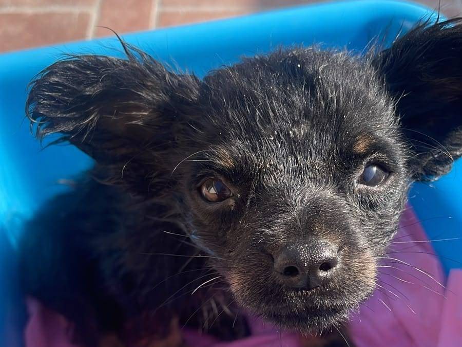 Adotta un cane, taglia piccola, maschio, Firenze