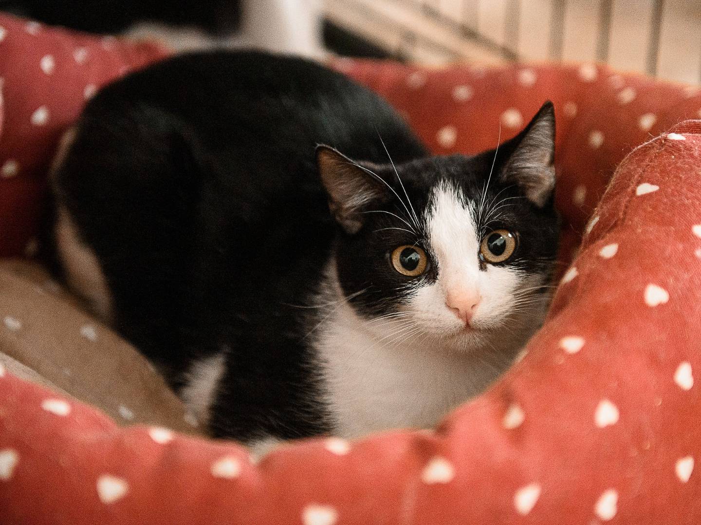Adozione gatto, maschio, Razza sconosciuta Razza sconosciuta, 8 mesi, taglia non valida, Genova