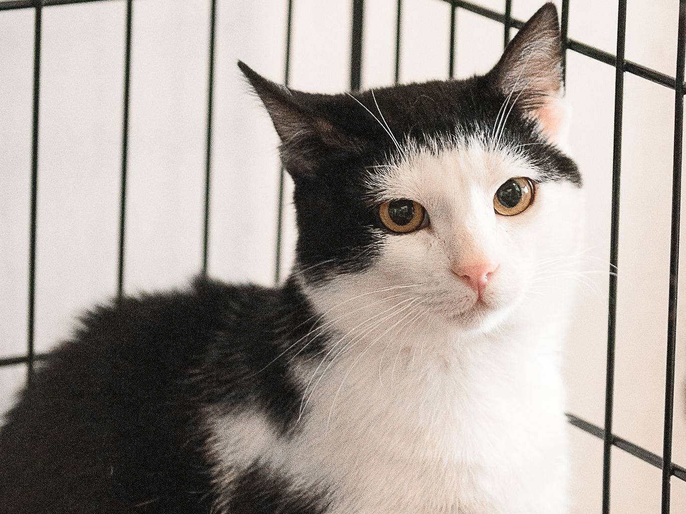 Adotta un gatto, maschio, 8 mesi, Genova