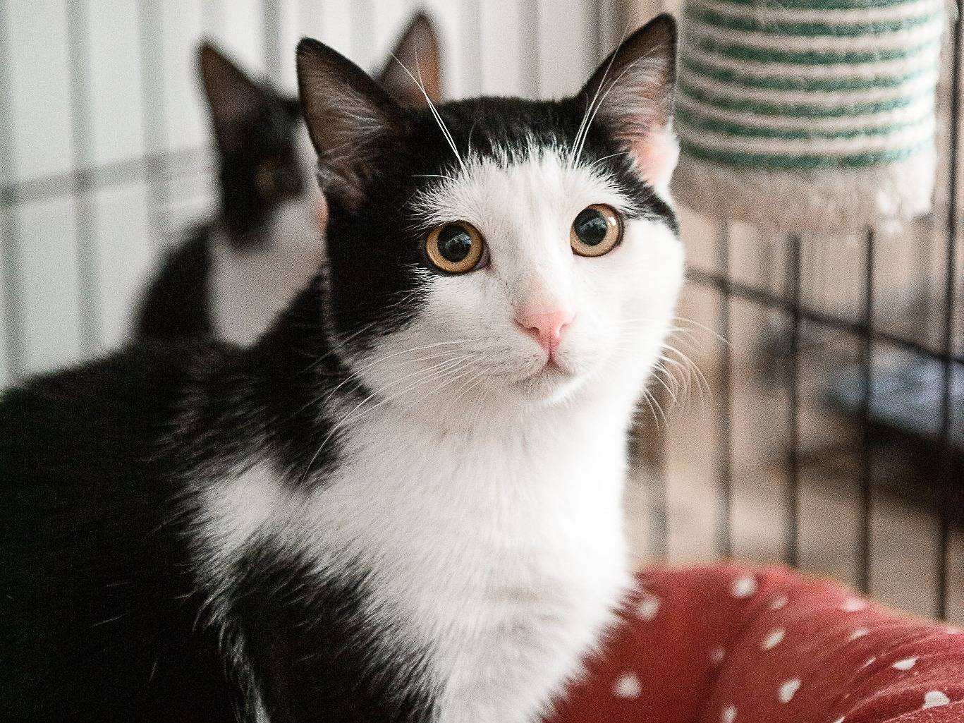 Adotta un gatto, taglia non valida, maschio, Genova
