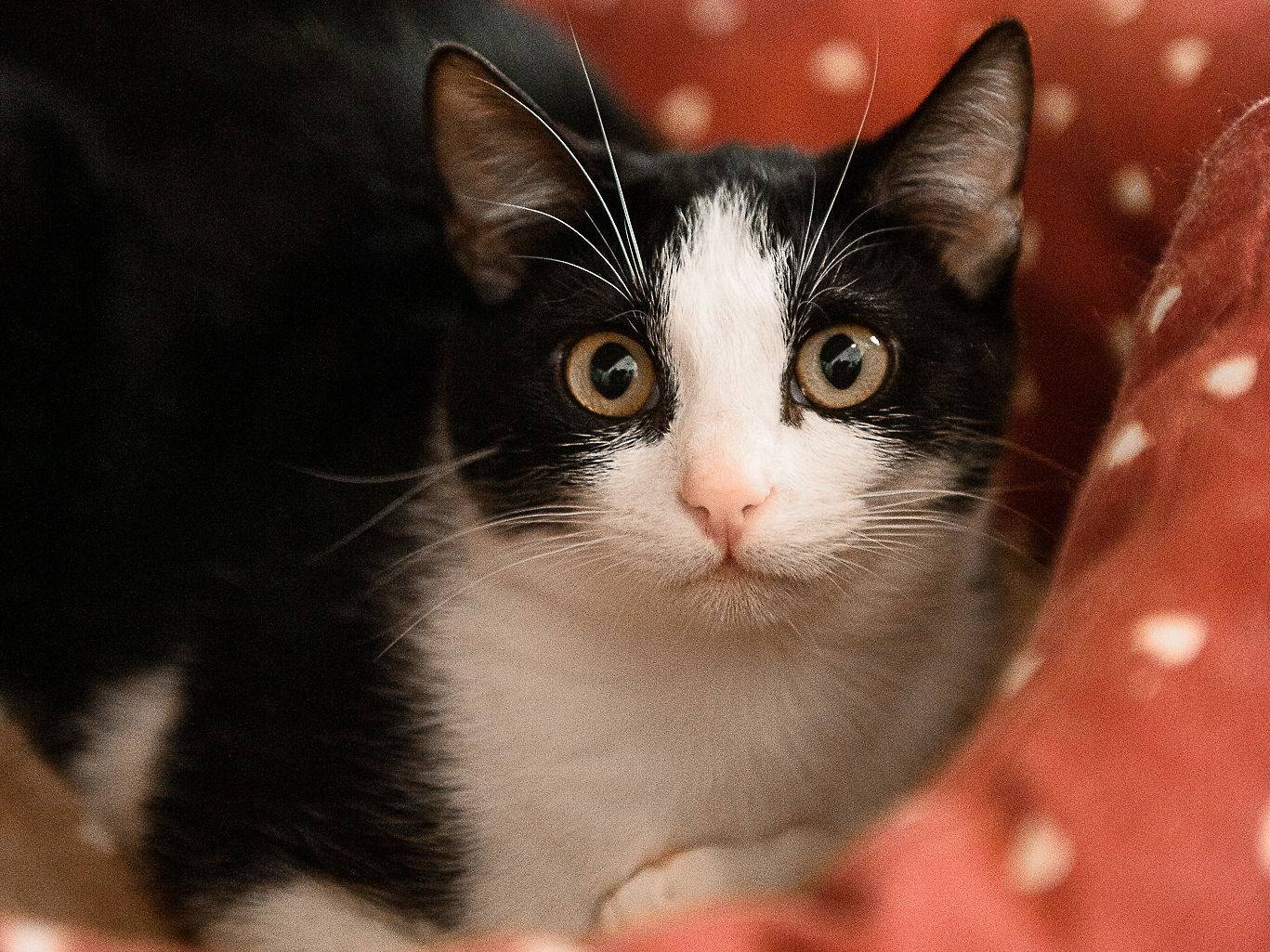Vuoi adottare un gatto a Genova?