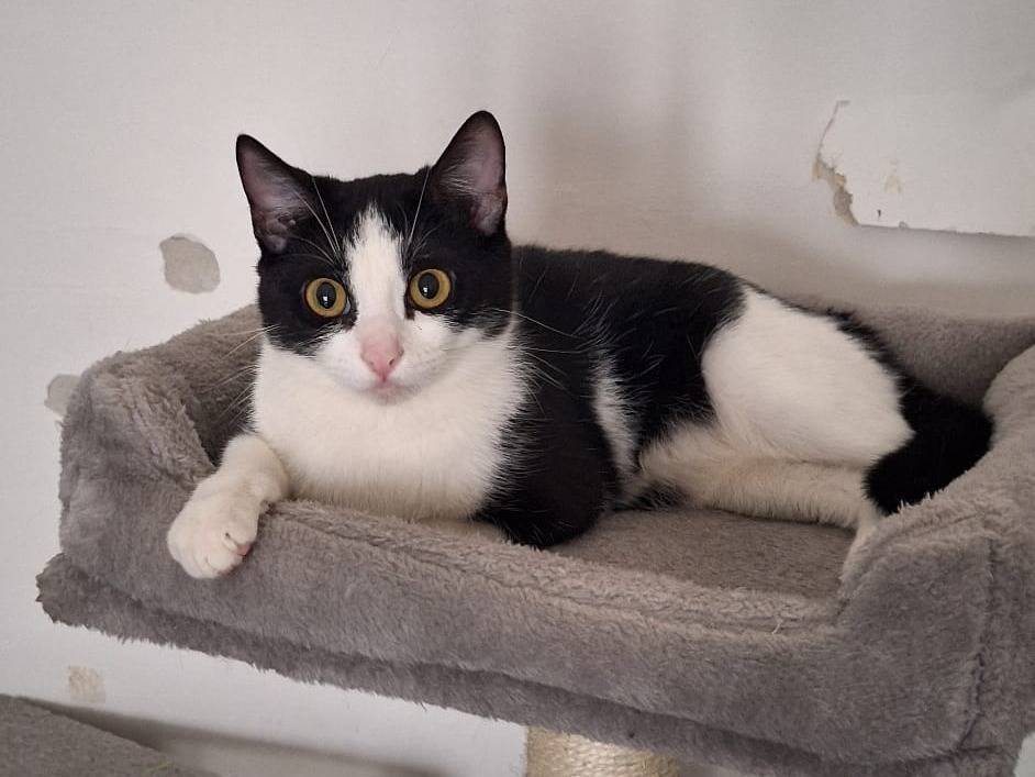 Adotta il gatto Gomez e Morticia  a Genova