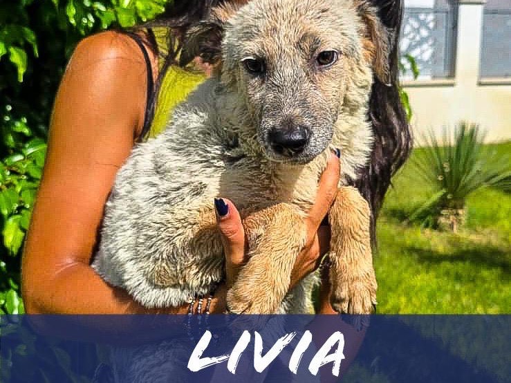 Adozione cane, femmina, Razza sconosciuta Razza sconosciuta, 3 mesi, taglia media, Crotone