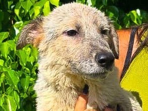 Adotta un cane, femmina, 3 mesi, Crotone