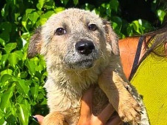 Adotta un cane, taglia media, femmina, Crotone