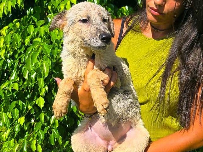 Vuoi adottare un cane a Crotone?