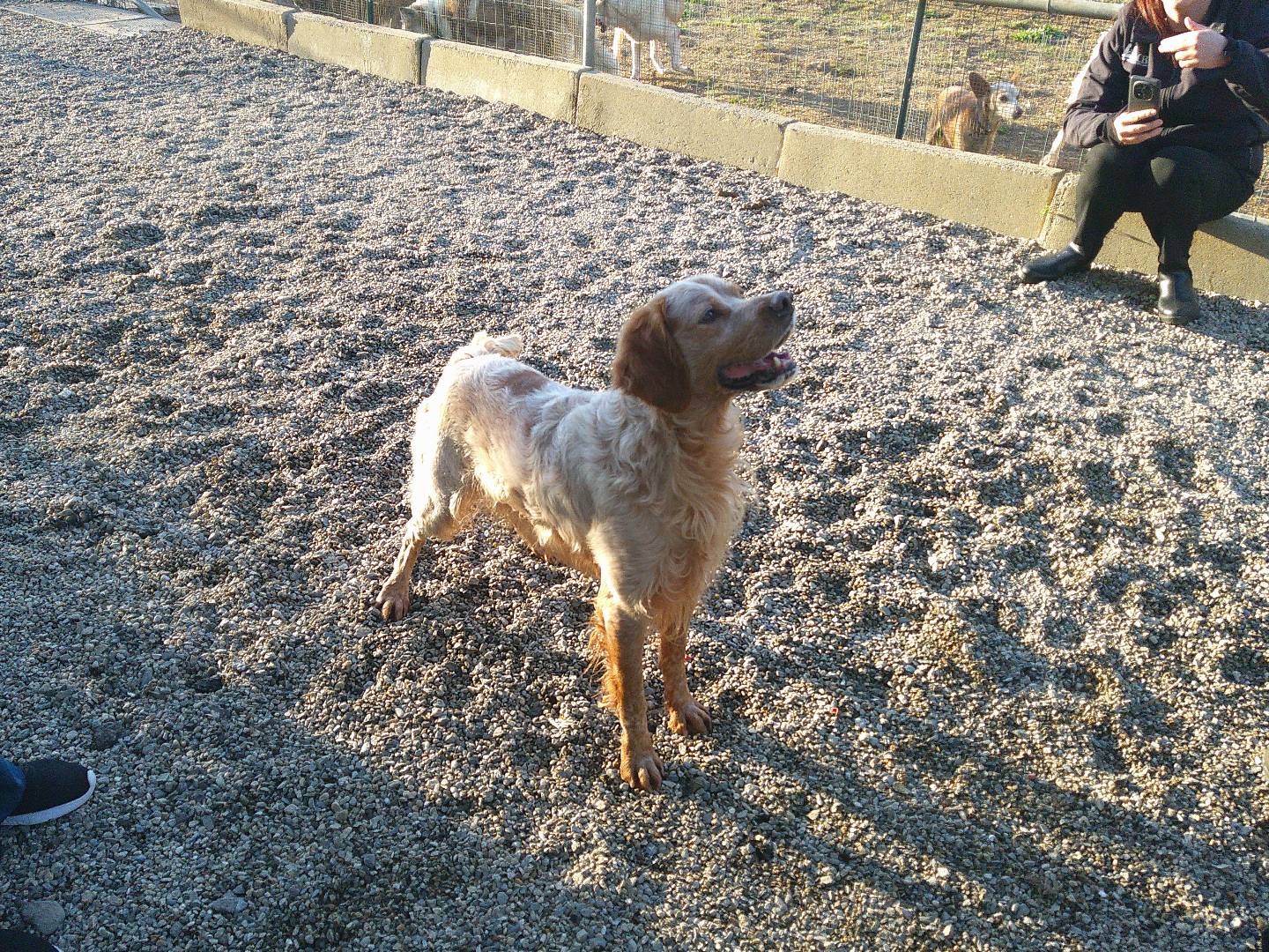 Adozione cane, maschio, Breton Razza sconosciuta, 6 anni e 9 mesi, taglia media, Reggio