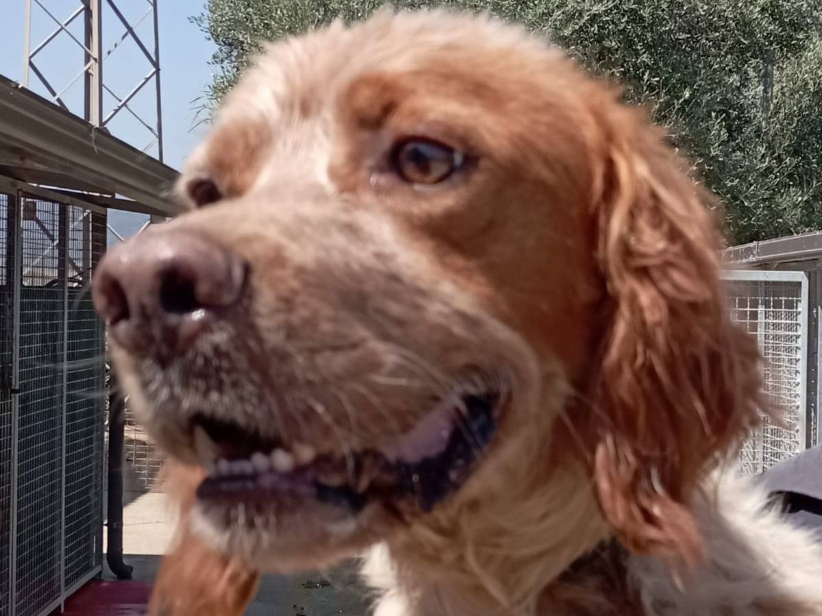 Adotta un cane, maschio, 6 anni e 9 mesi, Reggio