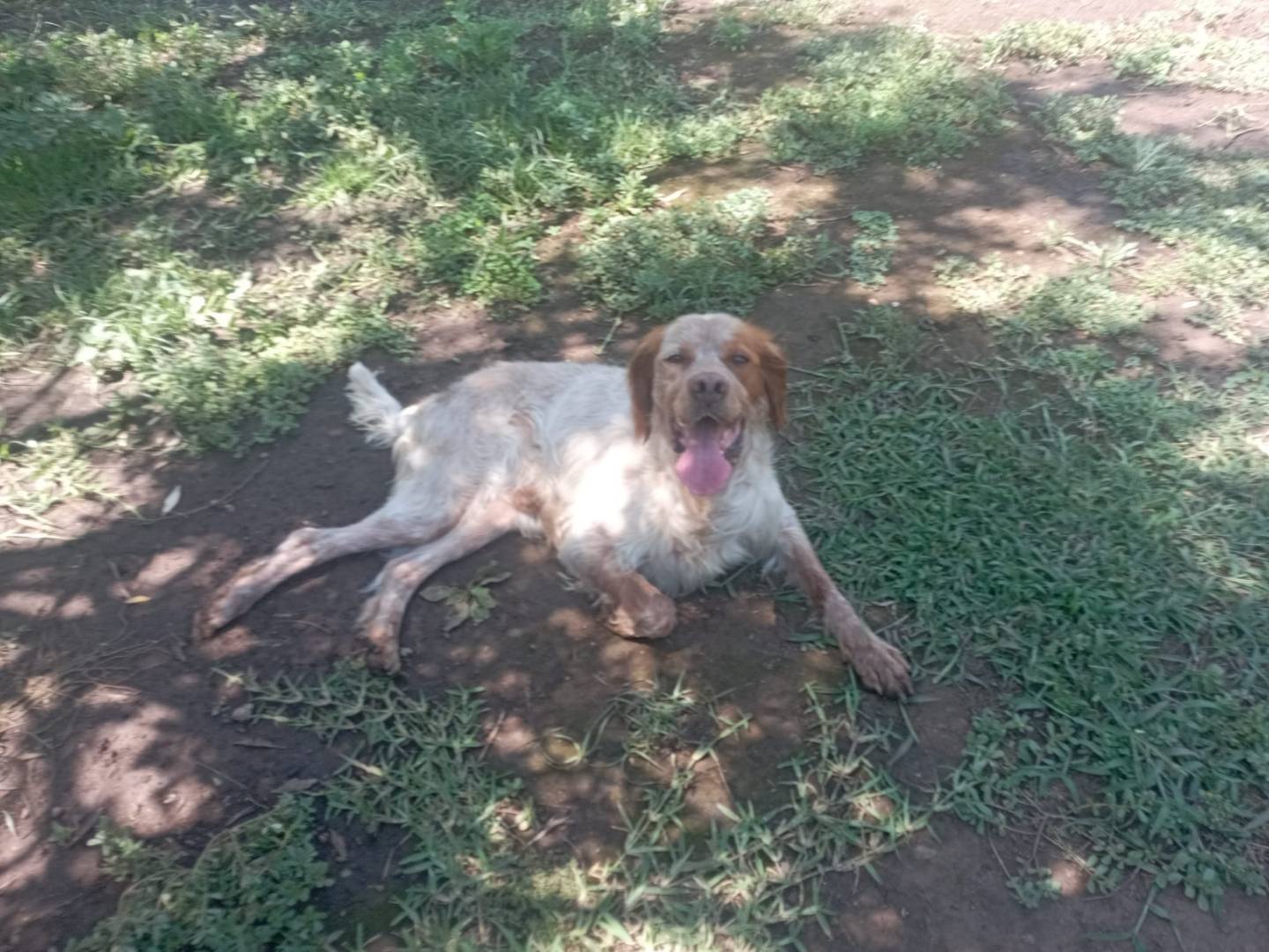 Adotta un cane, taglia media, maschio, Reggio