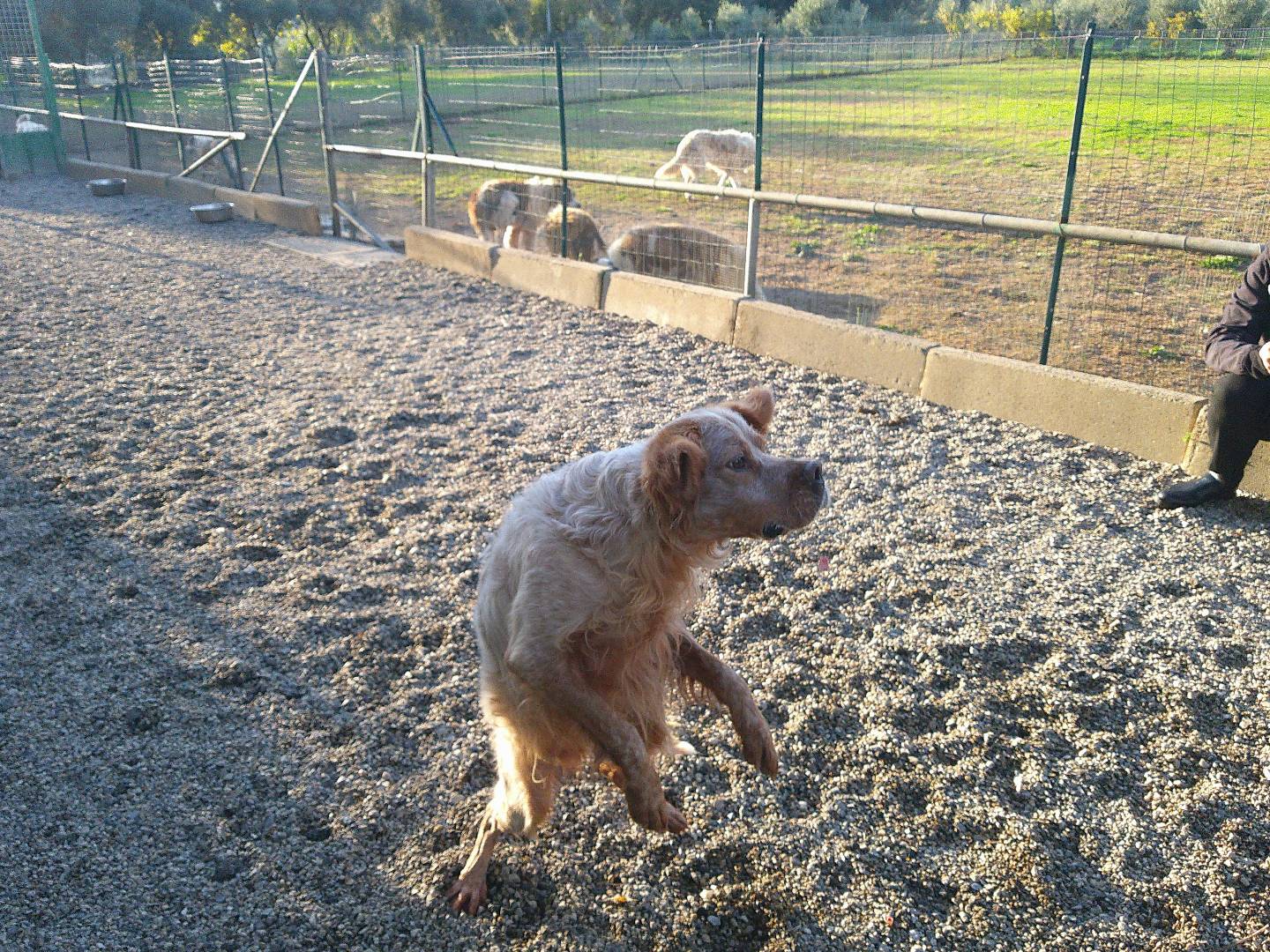 Vuoi adottare un cane a Reggio?