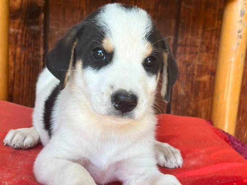 Adotta un cane, maschio, 2 mesi, Siracusa