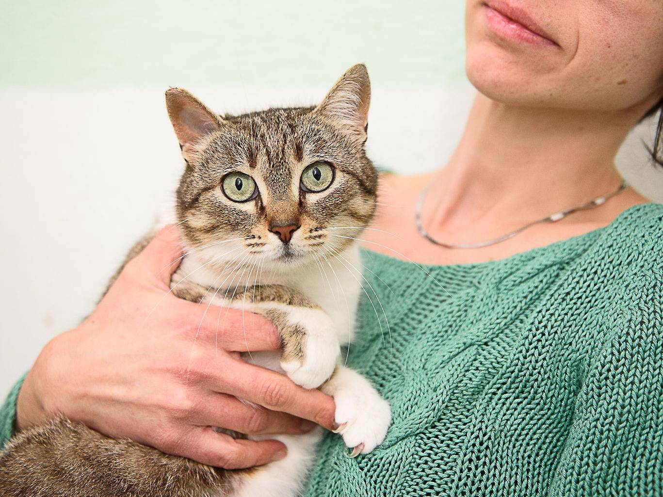Adozione gatto, femmina, Razza sconosciuta Razza sconosciuta, 5 anni e 7 mesi, taglia non valida, Bari