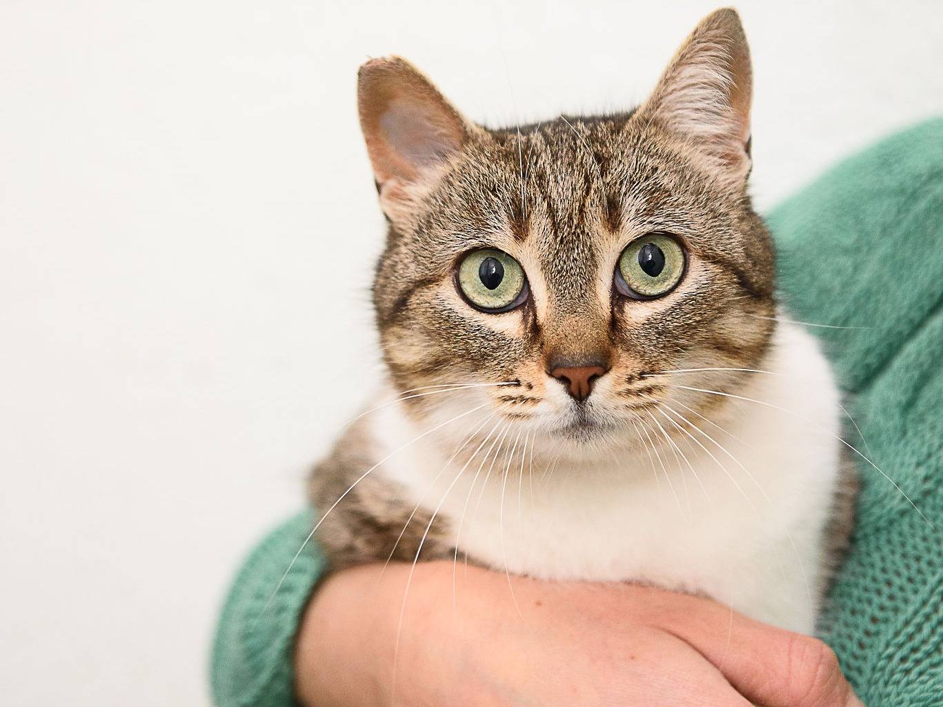 Adotta un gatto, femmina, 5 anni e 7 mesi, Bari