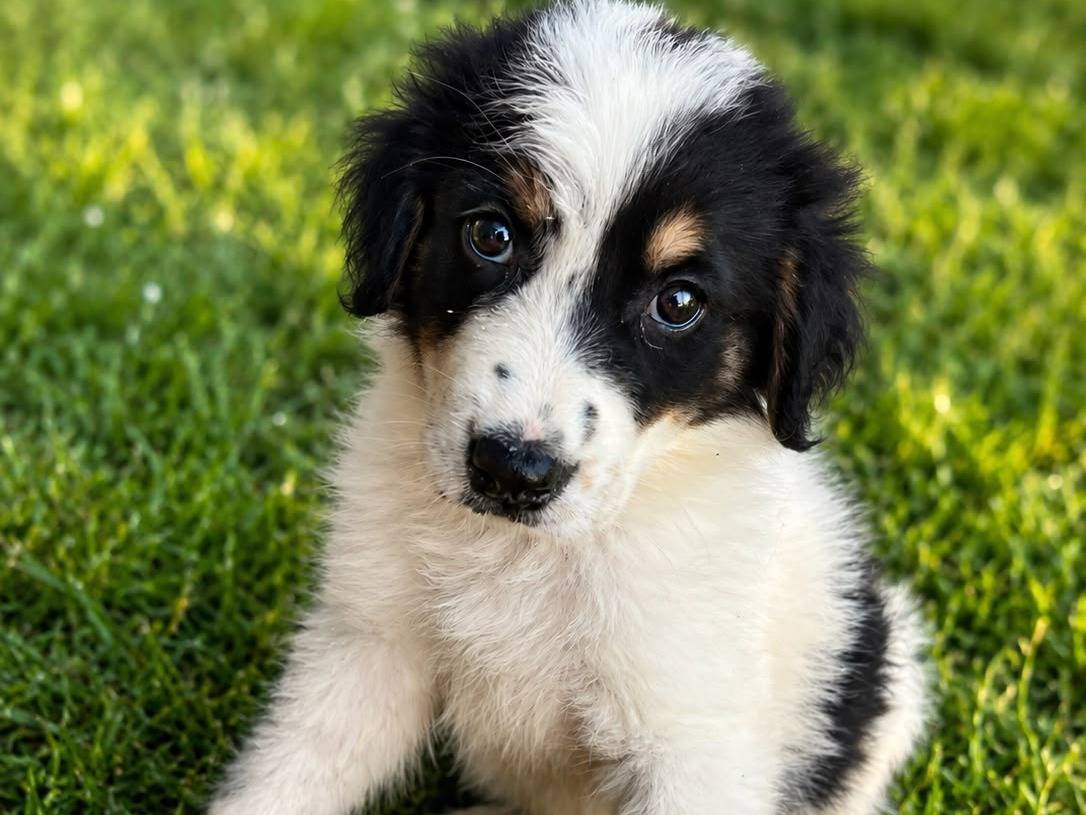 Adozione cane, maschio, Razza sconosciuta Razza sconosciuta, 2 mesi, taglia media, Siracusa