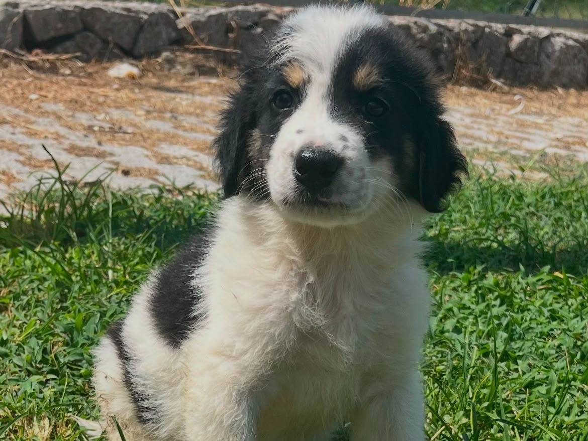 Adotta un cane, maschio, 2 mesi, Siracusa