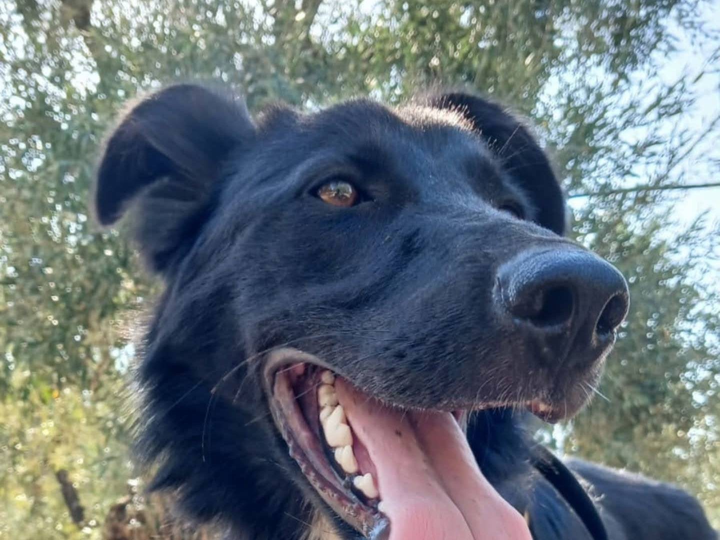 Adotta un cane, maschio, 8 mesi, Bari