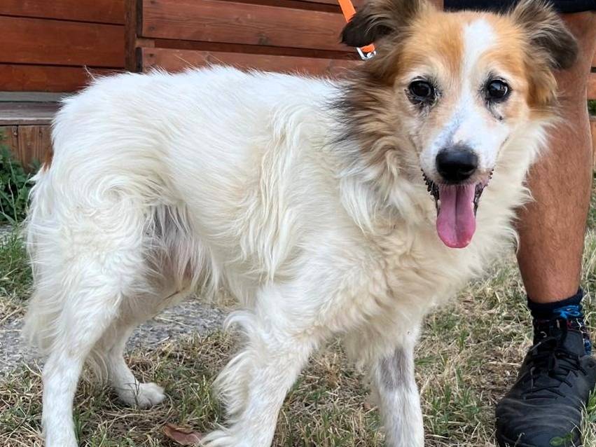 Adozione cane, maschio, Razza sconosciuta Razza sconosciuta, 10 anni e 1 mese, taglia media contenuta, Milano