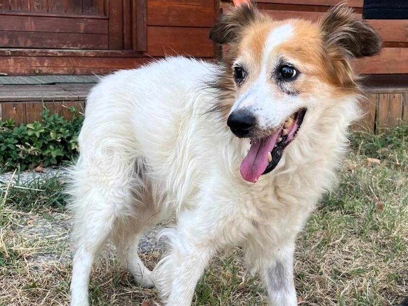 Adotta un cane, maschio, 10 anni e 1 mese, Milano