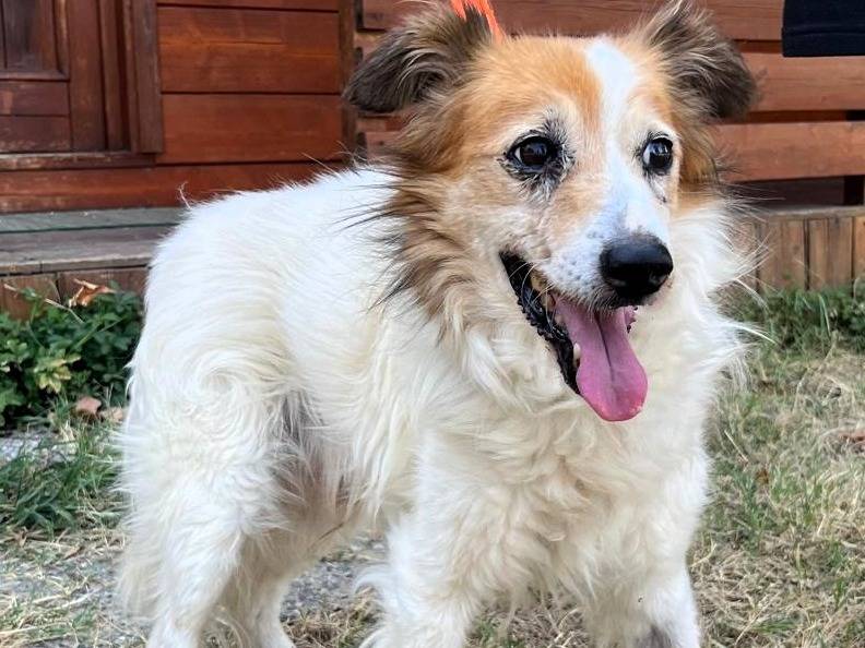 Adotta un cane, taglia media contenuta, maschio, Milano