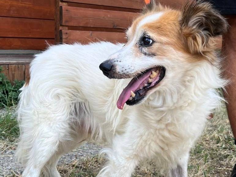 Vuoi adottare un cane a Milano?