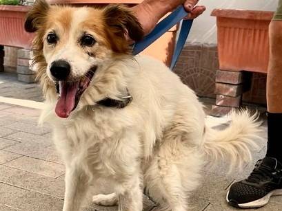 Adotta il cane MAX a Milano