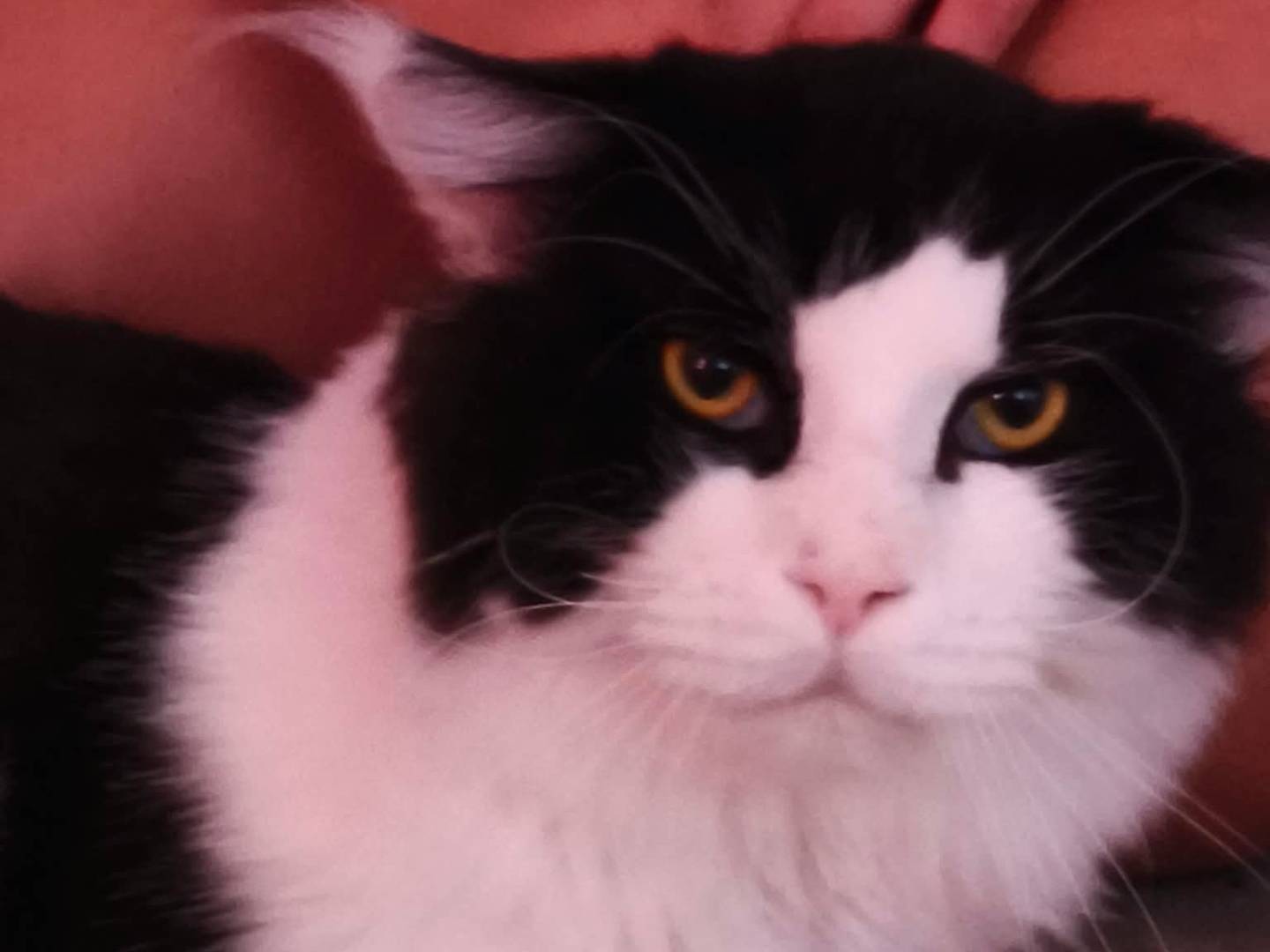 Adozione gatto, maschio, Razza sconosciuta Razza sconosciuta, 3 anni e 4 mesi, taglia non valida, Roma