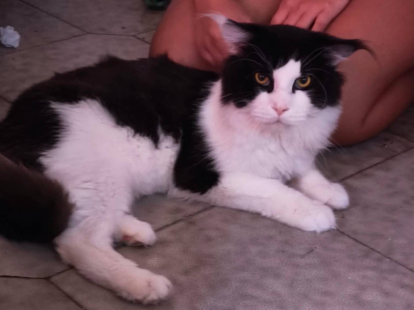 Adotta un gatto, maschio, 3 anni e 4 mesi, Roma