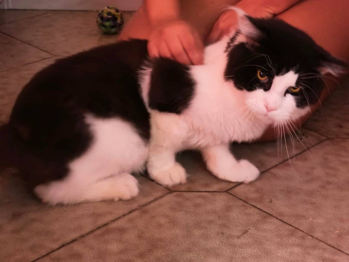 Adotta un gatto, taglia non valida, maschio, Roma