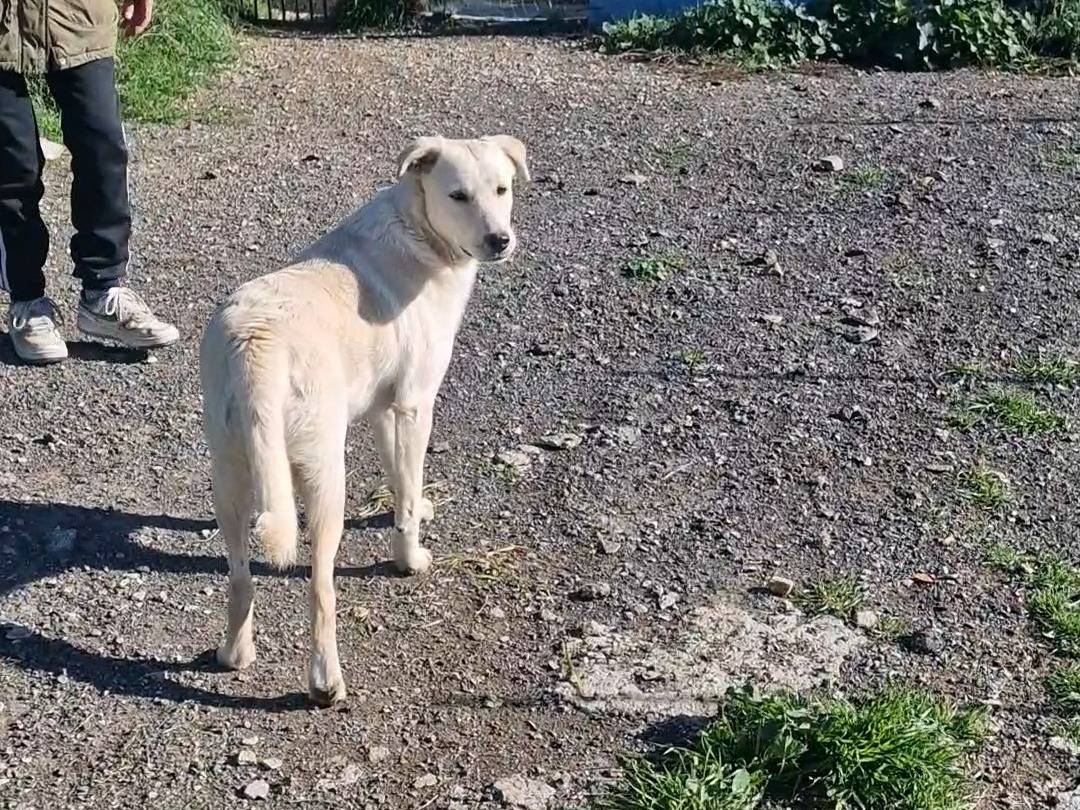 Vuoi adottare un cane a Palermo?
