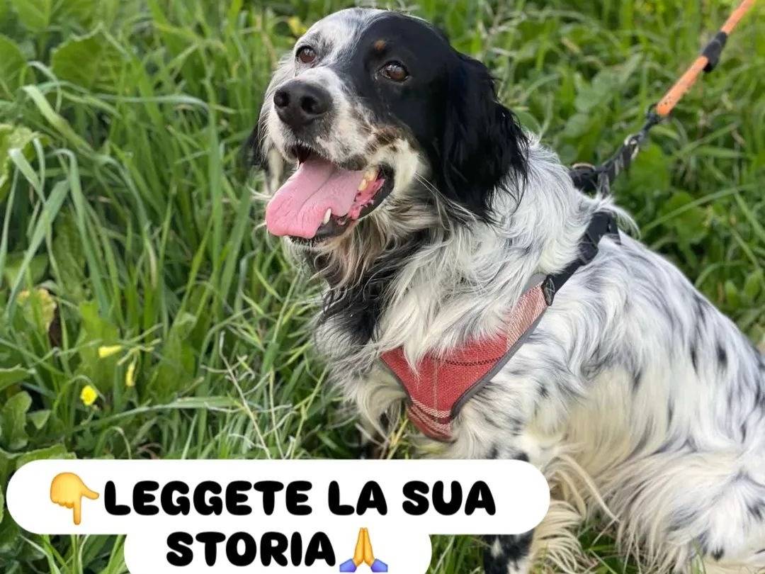 Foto 1 dell'animale