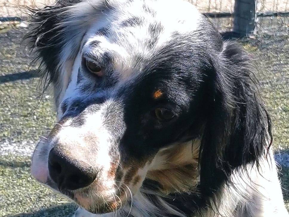 Vuoi adottare un cane a Palermo?